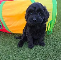 dot, a female Cavapoo for sale in Lebanon, OR – 1 of 1