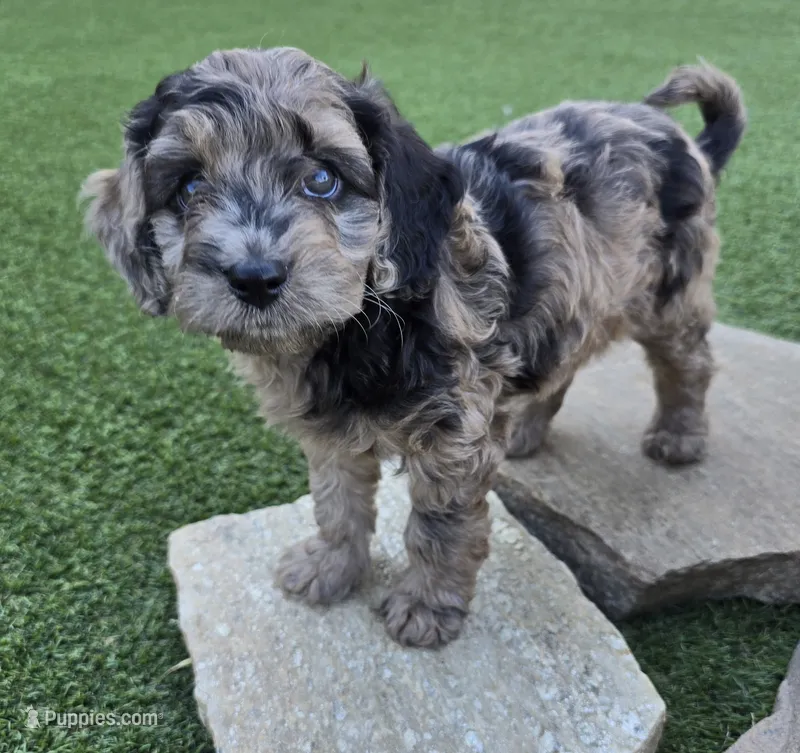 Chester – Cavapoo puppy for sale in Lebanon, OR