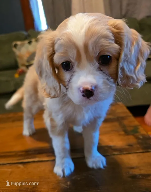Pellinore – Aussalier puppy for sale in Lebanon, OR