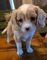 Pellinore, a male Aussalier for sale in Lebanon, OR – 1 of 1