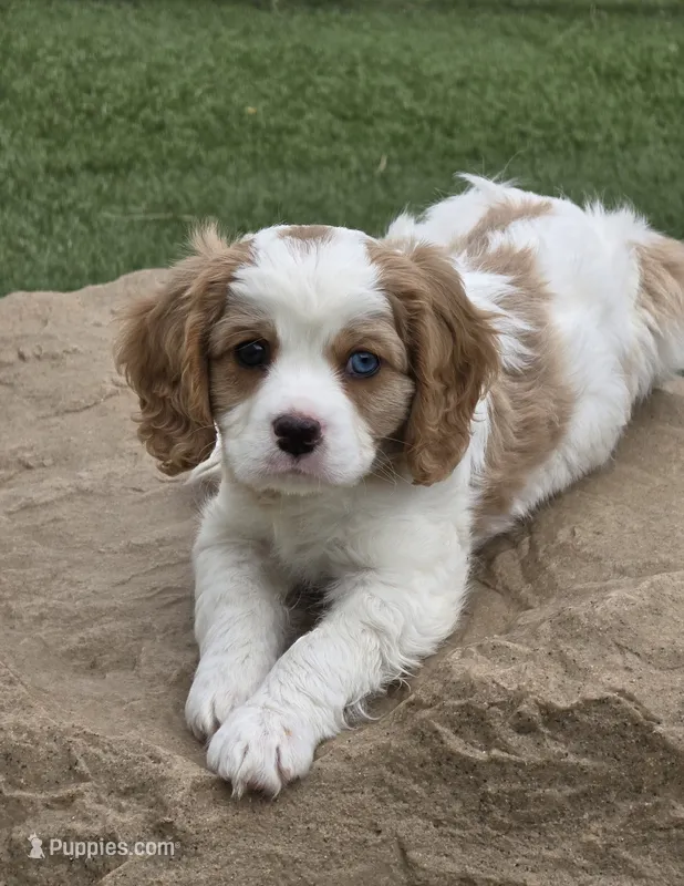 Merlin – Aussalier puppy for sale in Lebanon, OR
