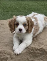 Merlin, a male Aussalier for sale in Lebanon, OR – 1 of 1
