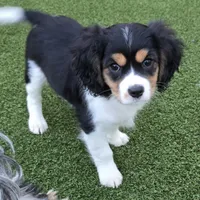 Cedric, a male Cavalier King Charles Spaniel and Aussalier for sale in Lebanon, OR – Photo 1 of 2