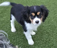 processed/3641ca9c-f0ad-42be-9e82-66f5826e7a5e/listing/777ded48-9d10-4c20-801e-8d54d71d2a18/1aaaff29-88e4-461e-be43-2bdd54eeee75