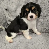 Cedric, a male Cavalier King Charles Spaniel and Aussalier for sale in Lebanon, OR – Photo 2 of 2