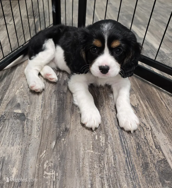 Elaine – Aussalier puppy for sale in Lebanon, OR