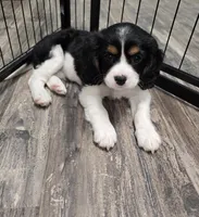Elaine, a male Aussalier for sale in Lebanon, OR – 1 of 1