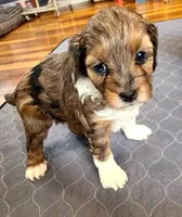 Brinley, a female Aussiedoodle and Poodle - Miniature  for sale in Lebanon, OR – Photo 1 of 2