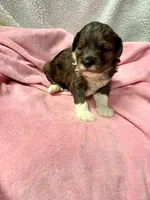 Brinley, a female Aussiedoodle and Poodle - Miniature  for sale in Lebanon, OR – Photo 2 of 2