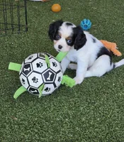 Blzzard, a male Cavalier King Charles Spaniel and Aussalier for sale in Lebanon, OR – 1 of 1