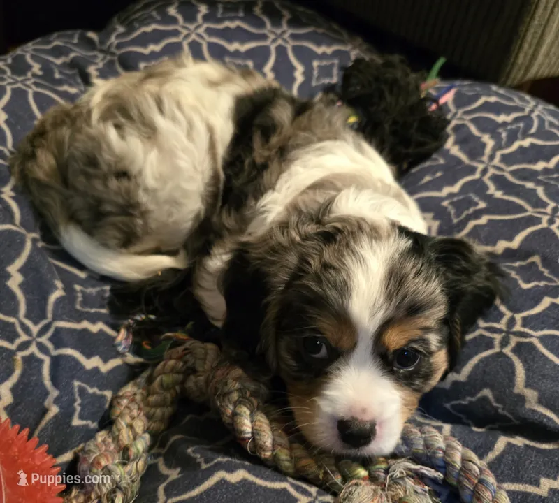 Galahad – Aussalier puppy for sale in Lebanon, OR