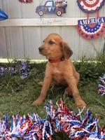 Rosé, a female Labrador Retriever and Irish Setter for sale in Miami, FL – 5 of 8