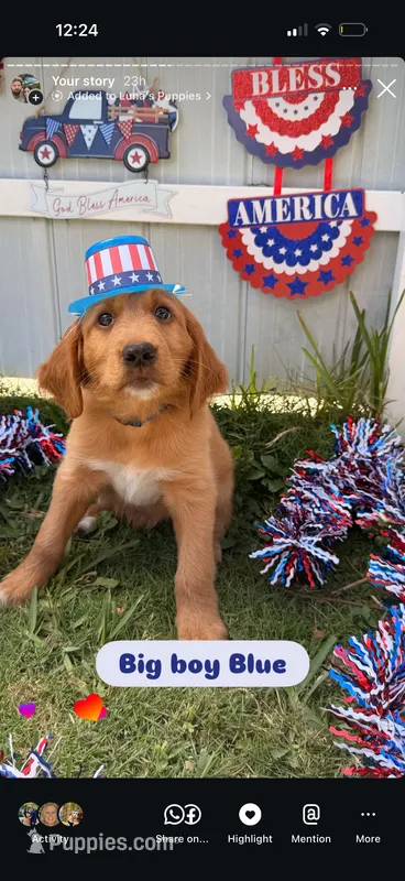 Blue bird – Labrador Retriever, Irish Setter puppy for sale in Miami, FL