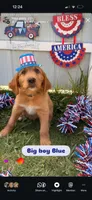 Blue bird, a male Labrador Retriever and Irish Setter for sale in Miami, FL – 1 of 2