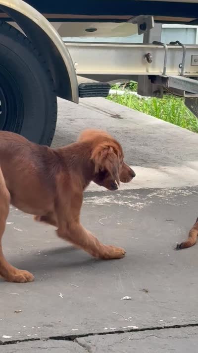 Rosé, a female Labrador Retriever and Irish Setter for sale in Miami, FL – 4 of 8