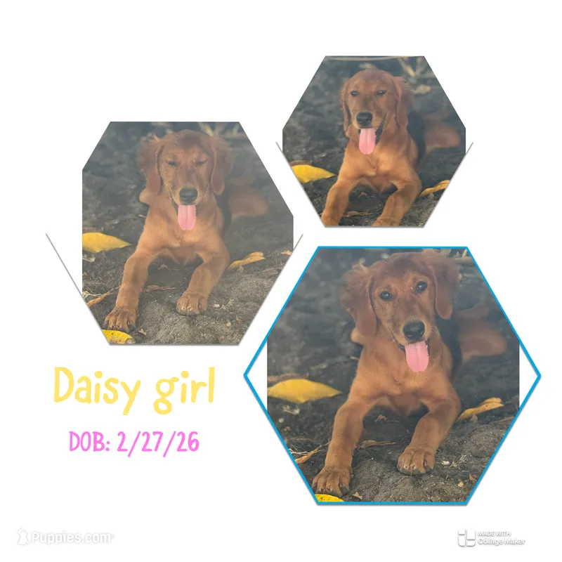 Daisy – Labrador Retriever, Irish Setter puppy for sale in Miami, FL