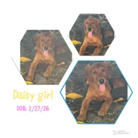 Daisy, a female Labrador Retriever and Irish Setter for sale in Miami, FL – 1 of 3