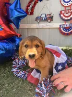 Sassy pink girl, a female Labrador Retriever and Irish Setter for sale in Miami, FL – 2 of 4