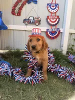 Teddy, a male Labrador Retriever and Irish Setter for sale in Miami, FL – 4 of 4