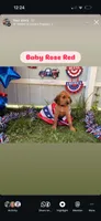 Rosé, a female Labrador Retriever and Irish Setter for sale in Miami, FL – 6 of 8