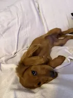 Rosé, a female Labrador Retriever and Irish Setter for sale in Miami, FL – 3 of 8