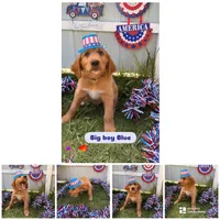 Blue bird, a male Labrador Retriever and Irish Setter for sale in Miami, FL – 2 of 2