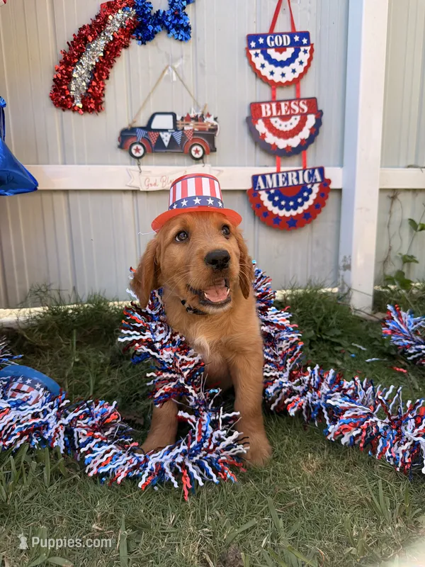 Teddy – Labrador Retriever, Irish Setter puppy for sale in Miami, FL