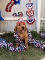 Teddy, a male Labrador Retriever and Irish Setter for sale in Miami, FL – 1 of 4
