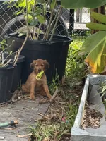 Rosé, a female Labrador Retriever and Irish Setter for sale in Miami, FL – 8 of 8