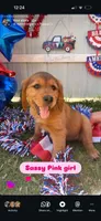 Sassy pink girl, a female Labrador Retriever and Irish Setter for sale in Miami, FL – 1 of 4