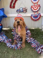 Teddy, a male Labrador Retriever and Irish Setter for sale in Miami, FL – 2 of 4