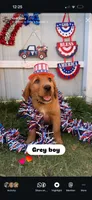 Teddy, a male Labrador Retriever and Irish Setter for sale in Miami, FL – 3 of 4