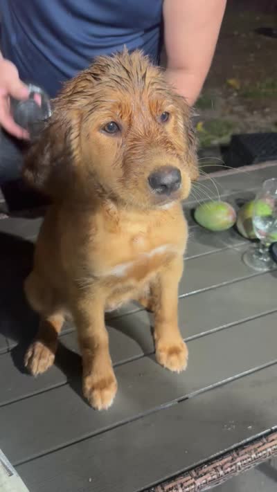 Sassy pink girl, a female Labrador Retriever and Irish Setter for sale in Miami, FL – 4 of 4