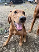 Daisy, a female Labrador Retriever and Irish Setter for sale in Miami, FL – 2 of 3