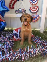 Sassy pink girl, a female Labrador Retriever and Irish Setter for sale in Miami, FL – 3 of 4