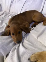 Rosé, a female Labrador Retriever and Irish Setter for sale in Miami, FL – 2 of 8