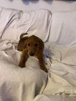 Rosé, a female Labrador Retriever and Irish Setter for sale in Miami, FL – 1 of 8