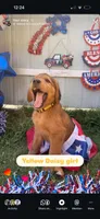 Daisy, a female Labrador Retriever and Irish Setter for sale in Miami, FL – 3 of 3