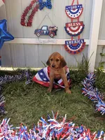 Rosé, a female Labrador Retriever and Irish Setter for sale in Miami, FL – 7 of 8