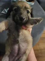 Kiwi, AKC cream, a female Dachshund for sale in Tuscaloosa, AL – Photo 3 of 4