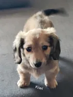 Kiwi, AKC cream, a female Dachshund for sale in Tuscaloosa, AL – Photo 2 of 4