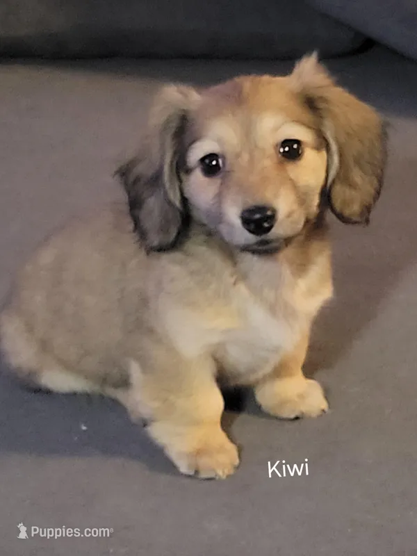 Kiwi, AKC cream