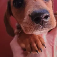 Jolly, AKC, wire hair, a male Dachshund for sale in Tuscaloosa, AL – Photo 8 of 8