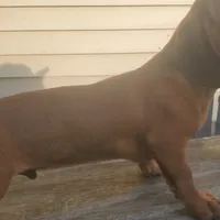Jolly, AKC, wire hair, a male Dachshund for sale in Tuscaloosa, AL – Photo 4 of 8