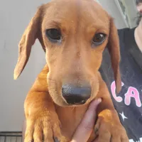 Jolly, AKC, wire hair, a male Dachshund for sale in Tuscaloosa, AL – Photo 5 of 8
