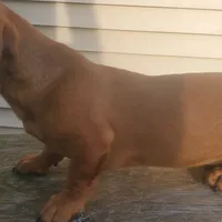 Jolly, AKC, wire hair, a male Dachshund for sale in Tuscaloosa, AL – Photo 2 of 8