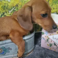 Jolly, AKC, wire hair, a male Dachshund for sale in Tuscaloosa, AL – Photo 6 of 8