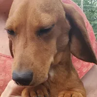 Jolly, AKC, wire hair, a male Dachshund for sale in Tuscaloosa, AL – Photo 3 of 8