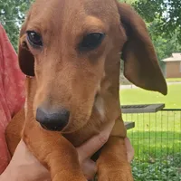 Jolly, AKC, wire hair, a male Dachshund for sale in Tuscaloosa, AL – Photo 1 of 8