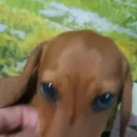 Jolly, AKC, wire hair, a male Dachshund for sale in Tuscaloosa, AL – Photo 7 of 8